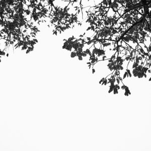 TREE TOP - BW