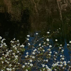 Blossoms on the Lake- Vert