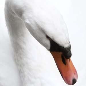 White Serenity