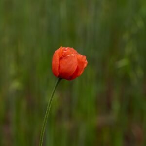 Wild Poppy - Vert