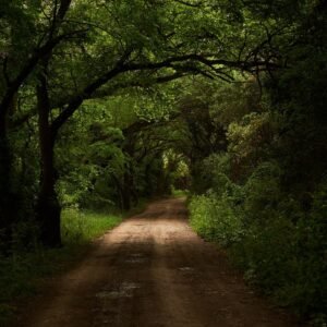 Path of Light