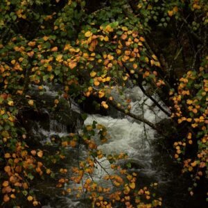 Whispers of Autumn