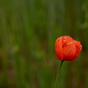 Wild Poppy - Hor