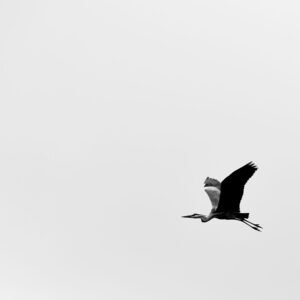Wings of Freedom