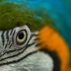 Tropical Vibrance
