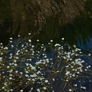 Blossoms on the Lake - Hor