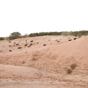 Moroccan Goatherd