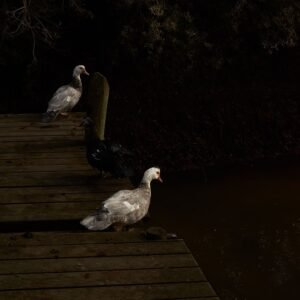 Still Companions