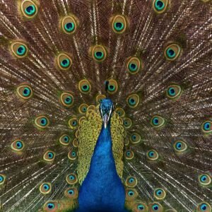 Majestic Display