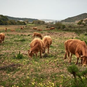 Rural Harmony