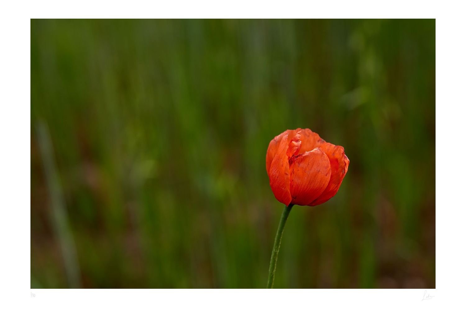 preview_e86d318a.jpg preview